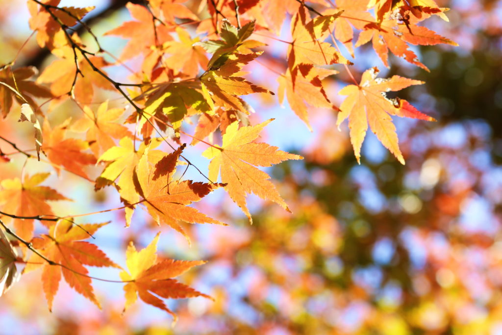 12月の予約状況もアップしました！